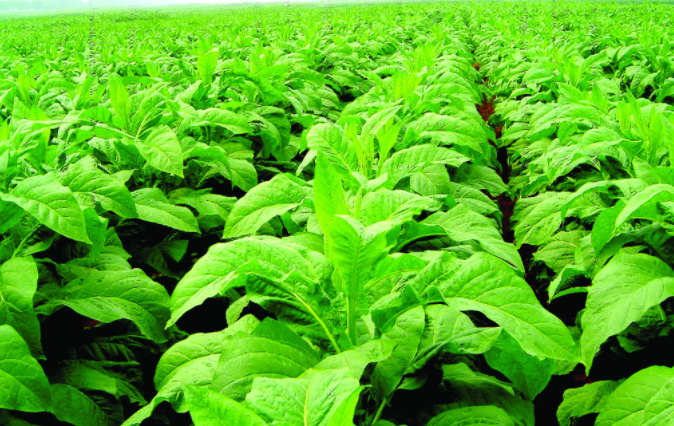 土壤溫度測定儀多錢一臺？土壤溫度測定儀的型號規格