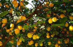 農藥殘留快速分析儀降低大英白檸檬農殘風險